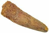 Fossil Spinosaurus Tooth - Real Dinosaur Tooth #322293-1